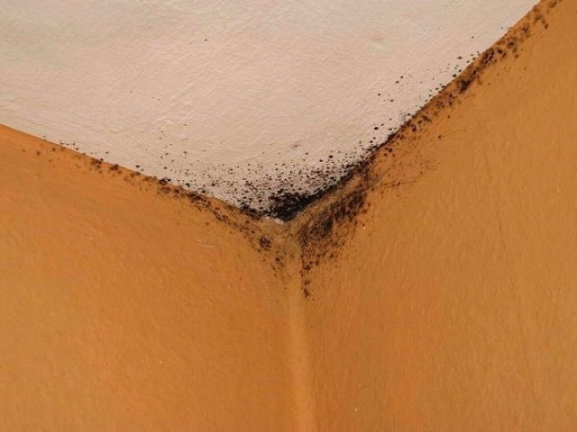 کپک و قارچ روی سقف و دیوارها از عوامل بیماری‌زا در حمام