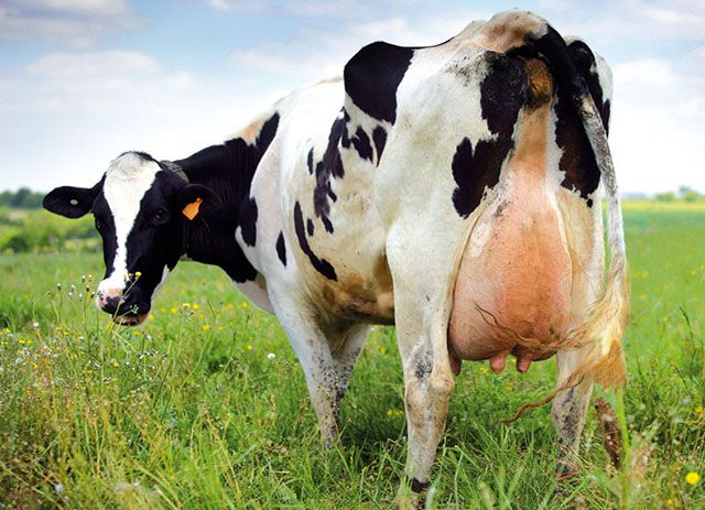 شیر گاو ؛ ویتامین دی در چه چیزهایی هست
