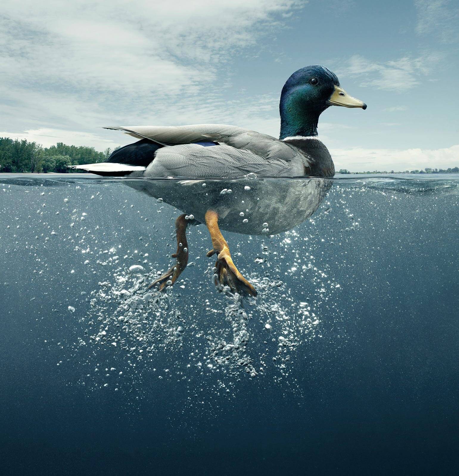 نقش رسانه و شبکه‌های اجتماعی در بروز اختلال سندروم اردک