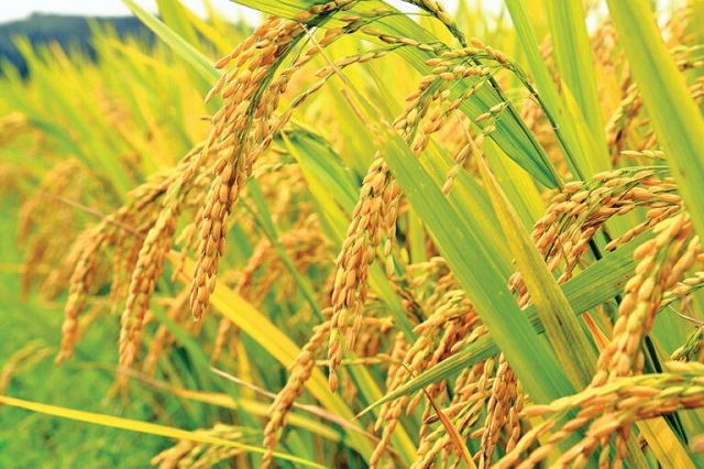 تفاوت برنج چین دوم با برنج برداشت دوم