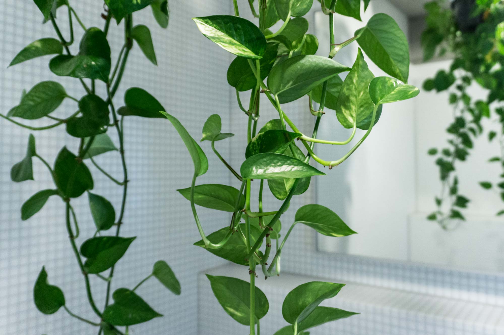 گیاه پتوس طلایی با رشد سریع و گیاه بالارونده آپارتمانی