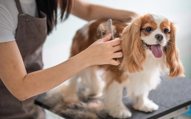آرایشگر حیوانات خانگی؛ از مشاغل جذاب و لذت‌بخش