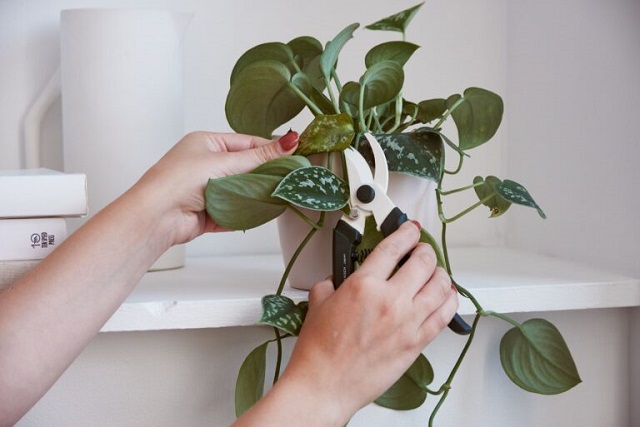 بهترین روش هرس کردن گیاهان و گلهای آپارتمانی