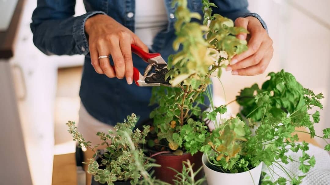 بهترین زمان و روش صحیح هرس کردن گیاهان آپارتمانی