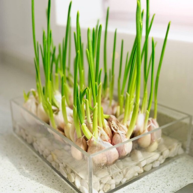 کاشت سیر در خانه به عنوان یک داروی گیاهی مفید