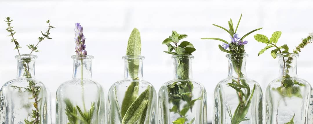 آموزش کاشت 10 گیاه دارویی قابل کشت در گلدان و باغچه خانه