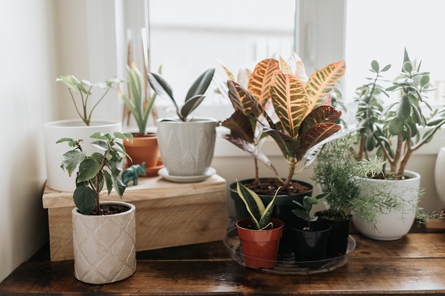 نکاتی که باید در هنگام خرید گیاهان آپارتمانی مد نظر داشته باشید