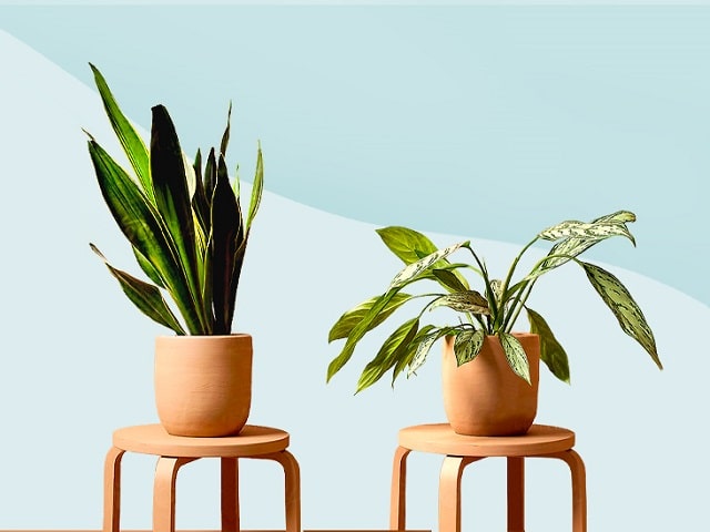 در انتخاب گیاهان آپارتمانی به سایز آن توجه کنید