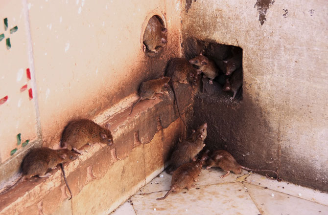 چطور موش ها را در خانه از بین ببریم