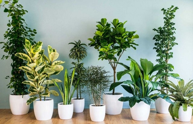 برای نگهداری از گیاهان آپارتمانی مناسب خانه به دمای محیط توجه کنید