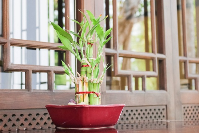 تنظیم مقدار دما و رطوبت مورد نیاز برای نگهداری از گیاه بامبو