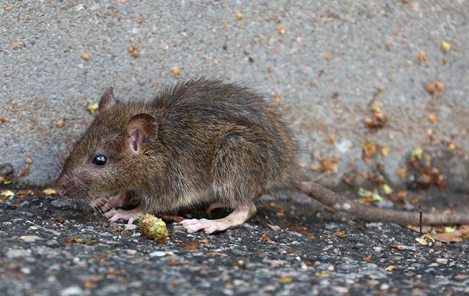 چطور موش های خارج از خانه را از بین ببریم