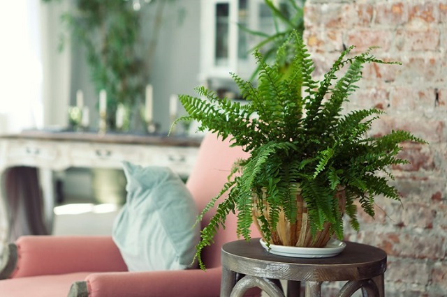 سرخس بوستون گیاه زیبای آپارتمان برای تصفیه و سم زدایی هوا