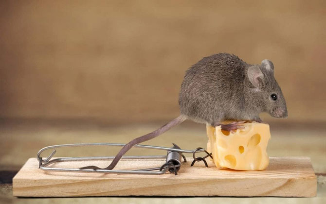  برای موش ها تله کار بگذارید