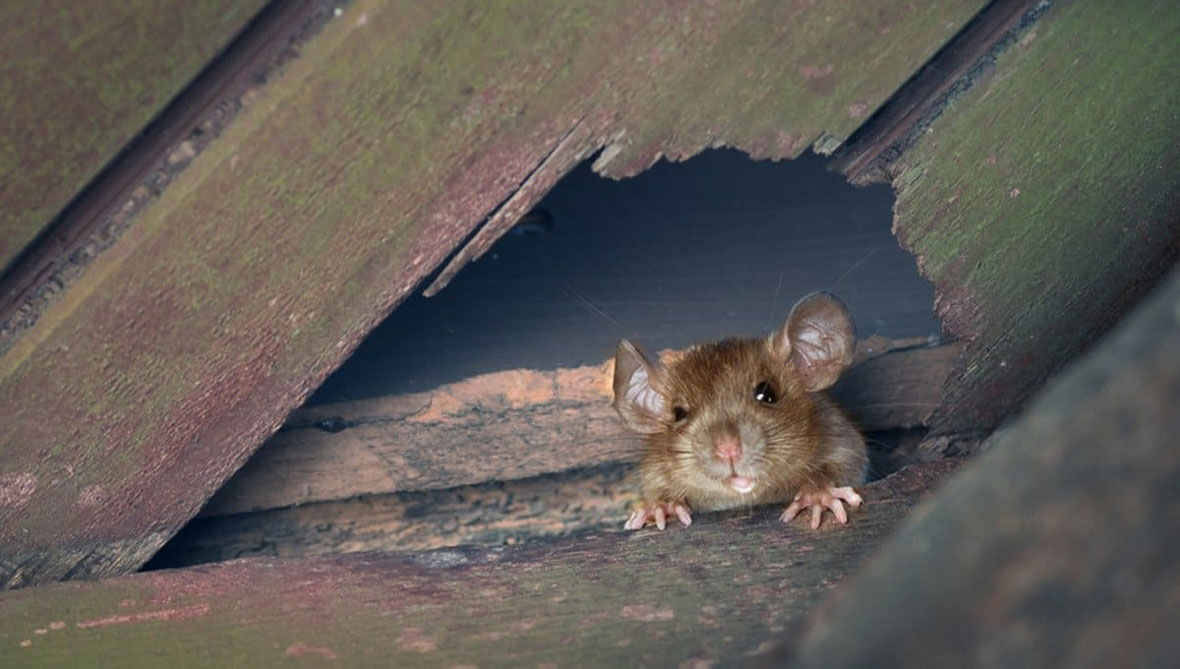 بهترین و موثرترین روش های از بین بردن موش در خانه