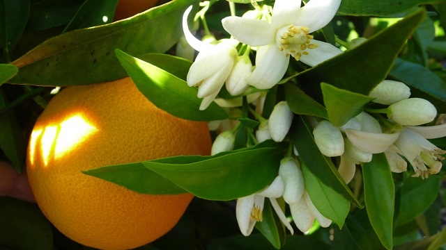 کاهش سطح هورمون کورتیزول با دمنوش بهار نارنج