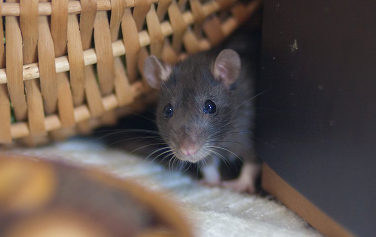 نشانه های وجود موش در خانه چیست