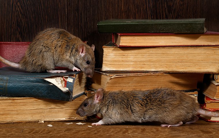موش ها چه آسیب های به خانه وارد می کنند
