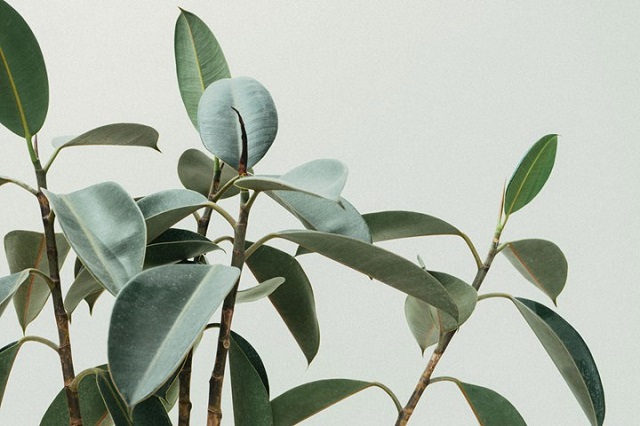 فیکوس الاستیکا انتخابی مناسب در دسته گیاه آپارتمانی تصفیه هواست