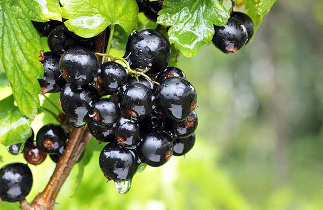 انگور فرنگی سیاه میوه ای زیبا و خوشبو