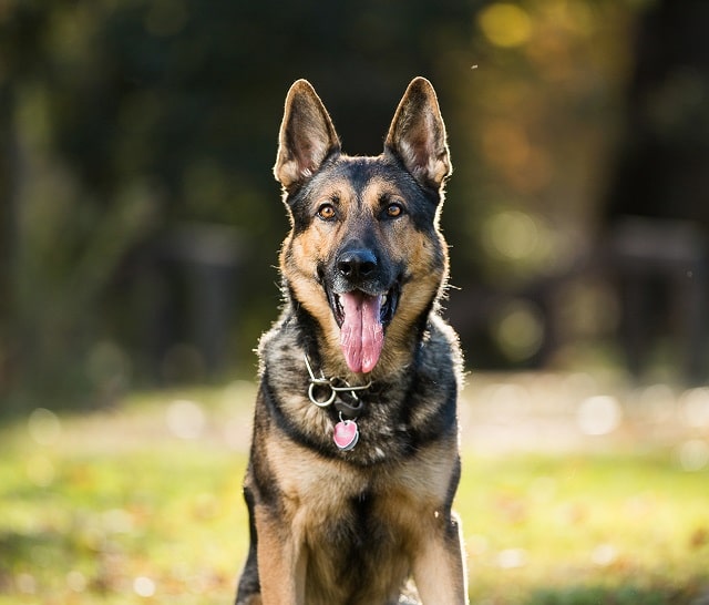 ژرمن شپرد (German Shepherd) باهوش ترین نژاد سگ خانگی