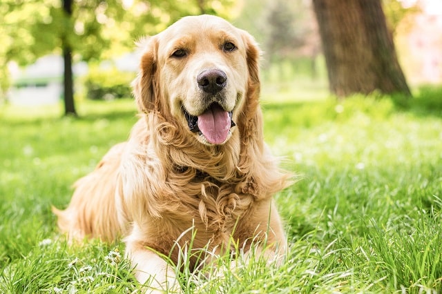 نژاد گلدن رتریور (Golden Retriever) جزو محبوب ترین سگ های خانگی