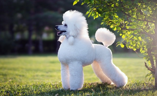 نژاد پودل (Poodle) یک سگ جذاب و باهوش