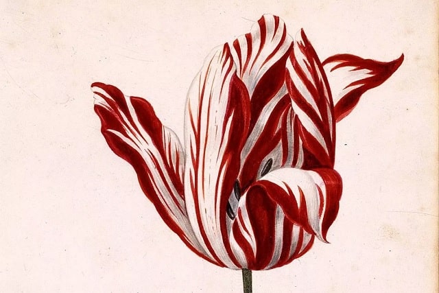 گل سمپر آگوستوس (Semper Augustus): هر گل 5700 دلار