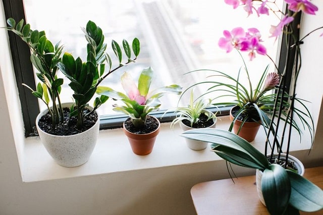 تأمین نور گیاهان آپارتمانی فصل بهار