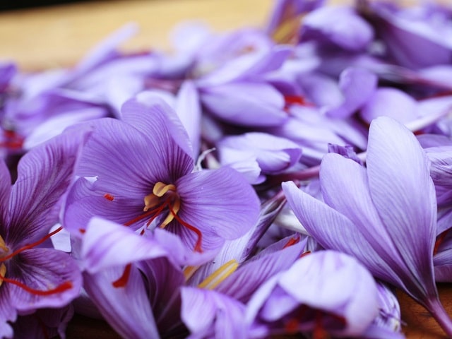 گل زعفران، گرانترین گل ایران: هر 450 گرم 1200 تا 1500 دلار