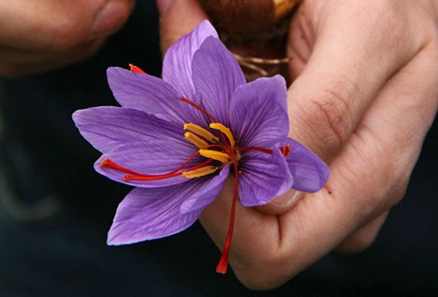 برای پرورش زعفران در خانه مکان مناسبی را پیدا کنید