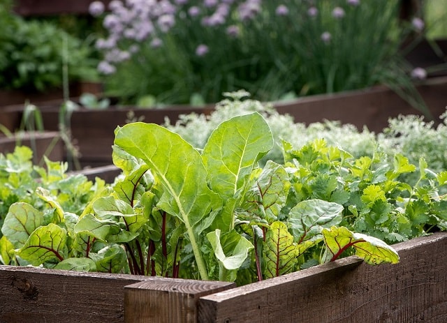 کاشت سبزی را از یک قطعه کوچک در باغچه یا گلدان آغاز کنید