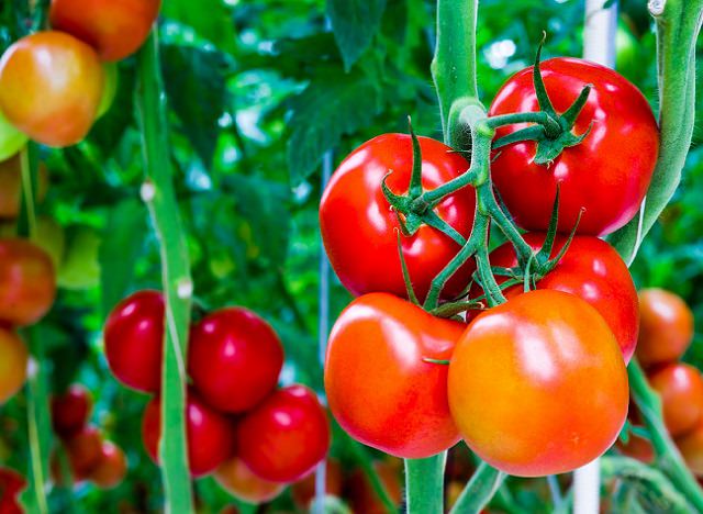 کشت گوجه در فضای باز و انتقال نهال ها به باغچه