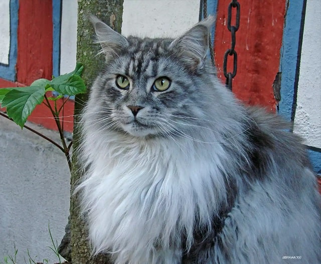 گربه مین کوون (Maine Coon)، یکی از بزرگ ترین و محبوب ترین نژاد گربه