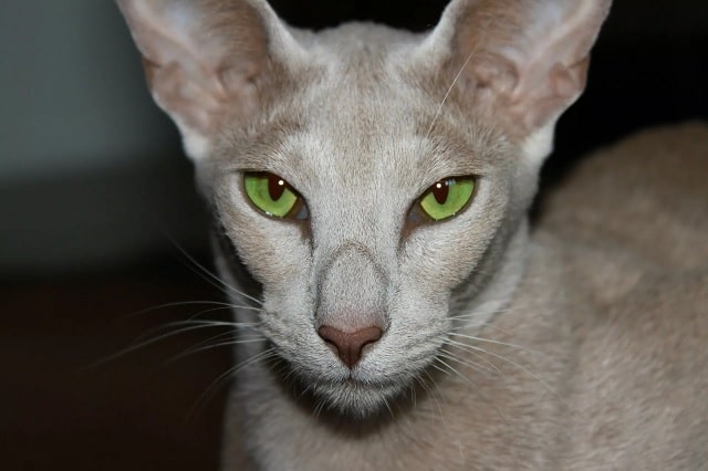 گربه اورینتال کوتاه مو (Oriental Shorthair)، گربه ای عاشق جلب توجه