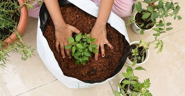 برای کاشت سبزی در خانه خاک را زهکشی کنید