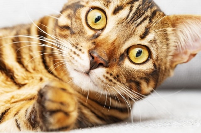 گربه بنگال (Bengal) یکی از بازیگوش ترین نژاد گربه