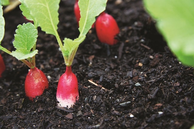 برای کاشت سبزی در خانه مقداری مواد آلی به خاک اضافه کنید