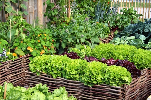 از روش مناسبی برای کاشت سبزی در خانه استفاده کنید