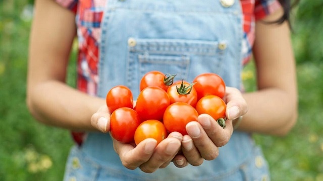 اقدامات اولیه برای کاشت گوجه در خانه