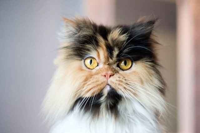 گربه پرشین (Persian) یکی از زیباترین نژادهای گربه