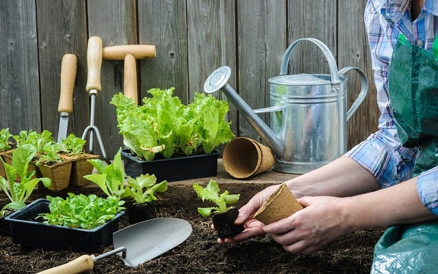 برای کاشت سبزیجات در خانه ابزارهای مورد نیاز را فراهم کنید