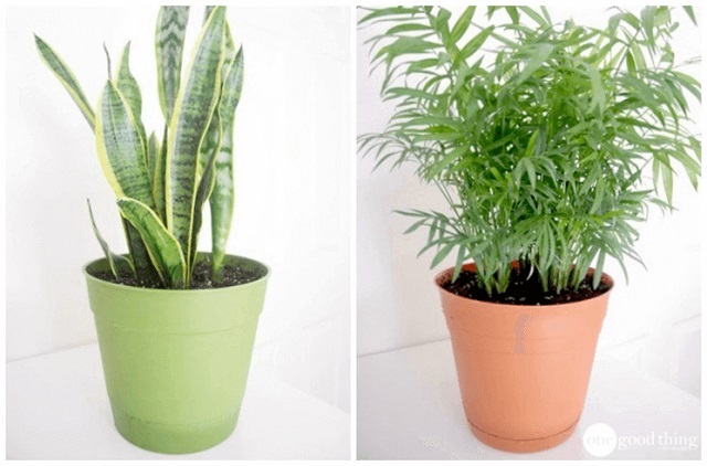 برای خوشبو شدن هوا از گیاهان تصفیه کننده استفاده کنید