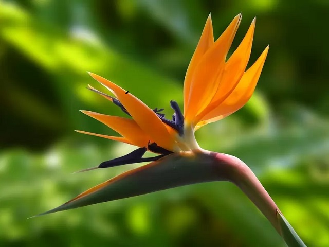 پرنده بهشتی (‌Bird of Paradice) یا گل هوس