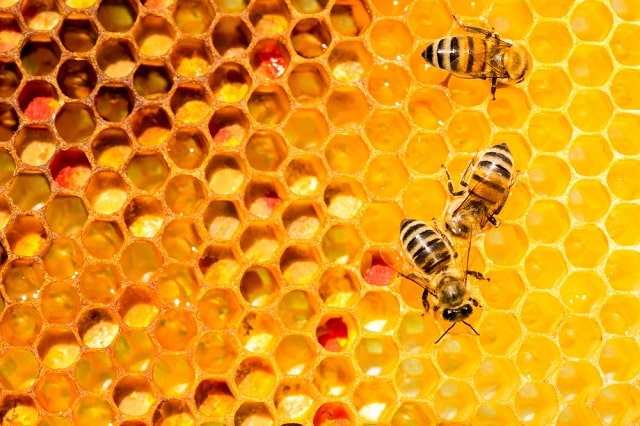 عسل طبیعی چیست؟