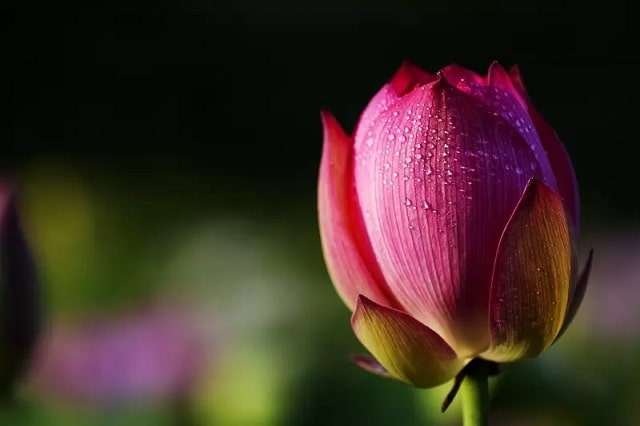 لوتوس (lotus)، گل مقدس بوداییان