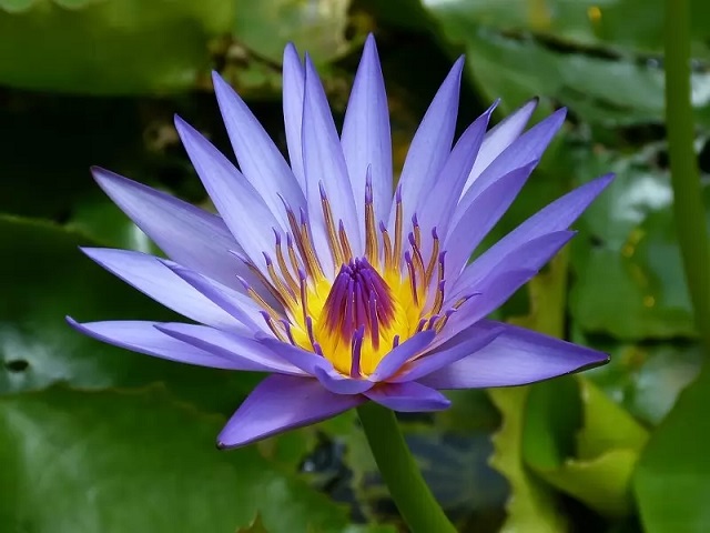 نیلوفر آبی (Water lili): از زیباترین گل های دنیا
