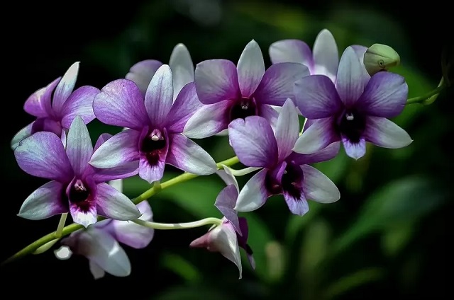 ارکیده (orchid) در گونه های متنوع از زیباترین گلهای جهان