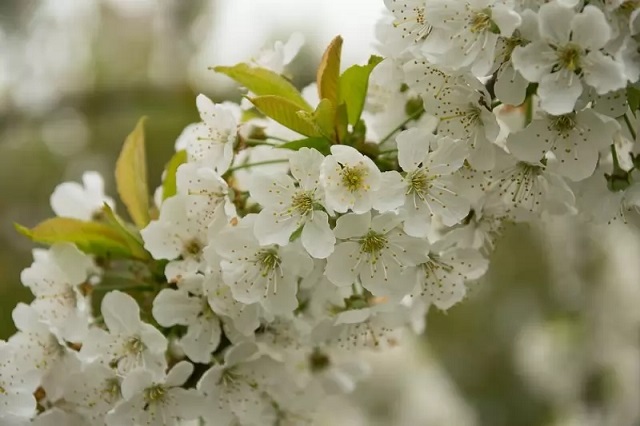 شکوفه گیلاس  (Cherry Blossom) از زیباترین گل های جهان