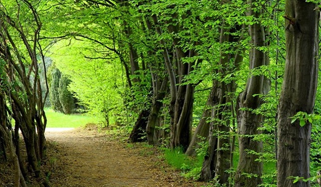 پارک جنگلی سی سنگان، از جاذبه های گردشگری شمال